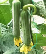 蔬菜種子種植戶客戶點(diǎn)評-這瓜，太美了！太美了！但我這個老菜農(nóng)……唉！