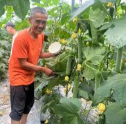 蔬菜種子種植戶客戶點(diǎn)評-干農(nóng)業(yè)，有喜悅嗎？有的，請看！