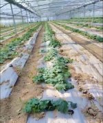 蔬菜種子種植戶客戶點(diǎn)評-三倍體絲瓜到底是斷頭好？還是不斷頭好？看看這位老板的做法……