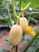 蔬菜種子種植戶客戶點(diǎn)評-瓜菜價格不好，太卷了！看一位種植大戶穩(wěn)穩(wěn)賺錢的經(jīng)驗(yàn)…