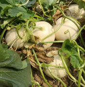 蔬菜種子種植戶客戶點(diǎn)評-我種植的這個品種，稱得上“白馬王子”，與大家分享！