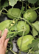 蔬菜種子種植戶客戶點(diǎn)評-瓜商喜歡、消費(fèi)者喜歡，這個品種就好銷售！