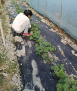 蔬菜種子種植戶客戶點(diǎn)評-我想要一個抗高溫又品質(zhì)優(yōu)良的甜瓜品種，終于找到了！