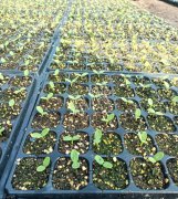 蔬菜種子種植戶客戶點(diǎn)評(píng)-高溫+病毒，雙重暴擊！今年種植這個(gè)品種能賺錢嗎？